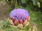 Artichoke with bees