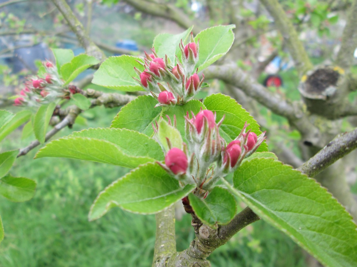 Apple blossom
