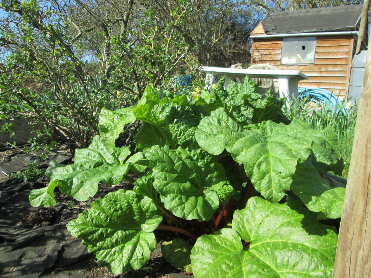 Rhubarb