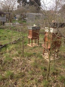 Bee hives