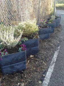 New planters outside the Trading Hut, Nov 2013